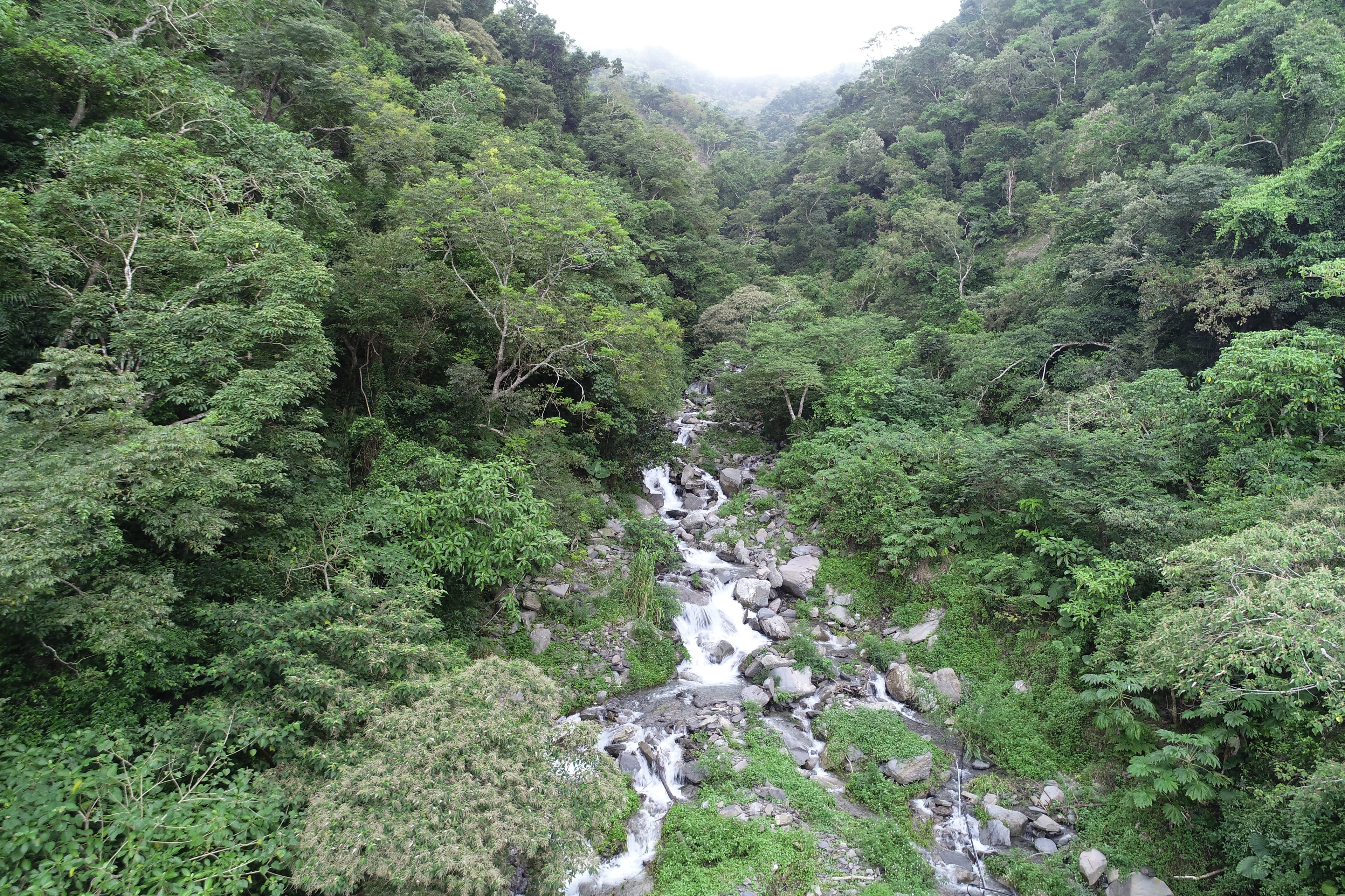 上游溪流生態